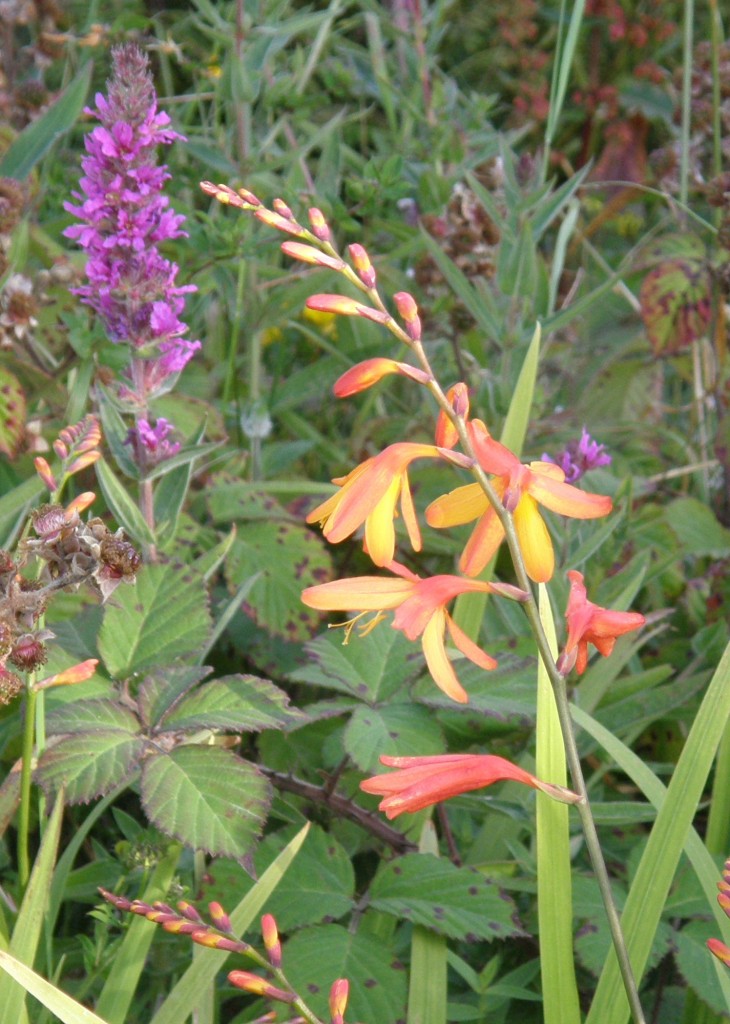 Potts' Montbretia (orange) and Fragrant Orchid (purple)