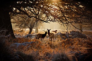 Deer at Sunrise
