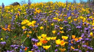 Yellow and Purple Wildflowers