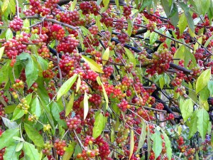 Red Berry Bush