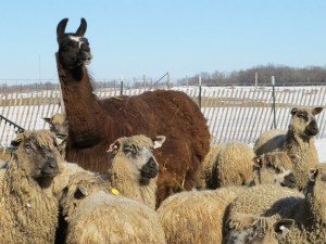 Llama with Sheep