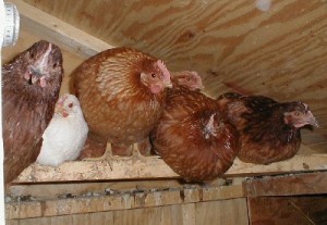 Roosting Chickens