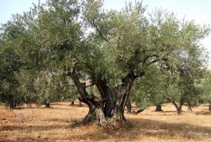 Olive Tree in Israel
