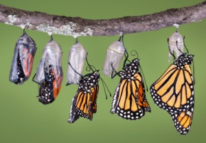 Emerging Monarch Butterfly