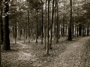 Forest Paths