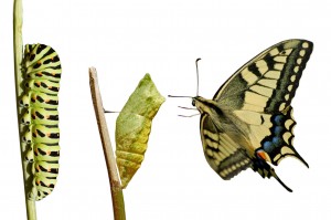 Swallowtail Metamorphosis