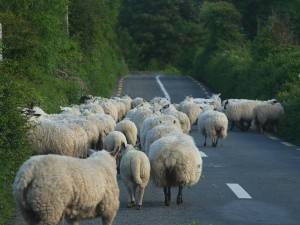 Sheep Blocking Roadway