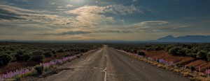 Highway though Blooming Desert