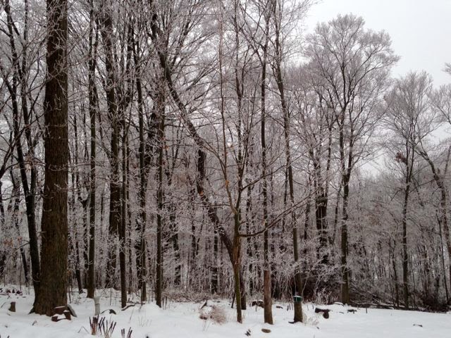 Winter Scene in the Woods