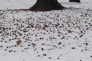 Sweetgum Balls on Snow