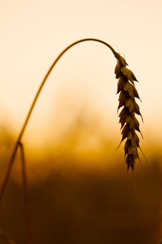 Single Grain of Wheat