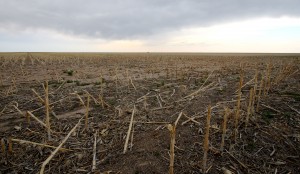 Dry Farm Fields