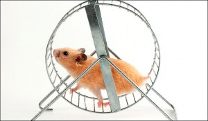 Partial Truths and Hamster Wheels - From the Daily Office - June 9, 2014 - That Which We Have ...