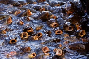 A Mass of Feeding Carp