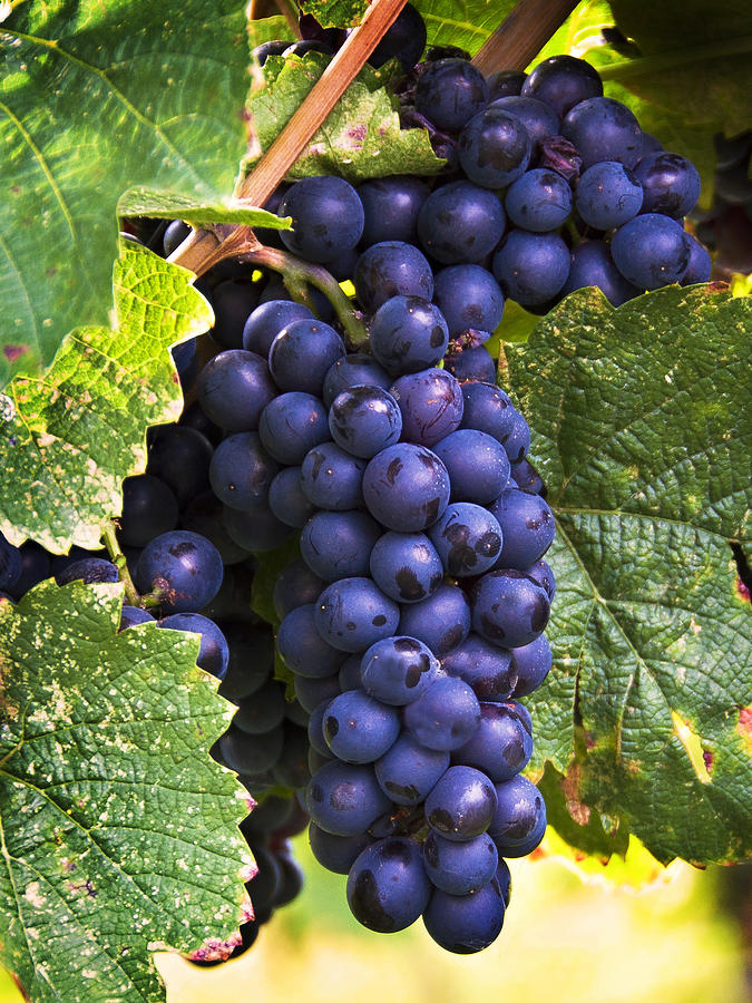Cluster of Grapes