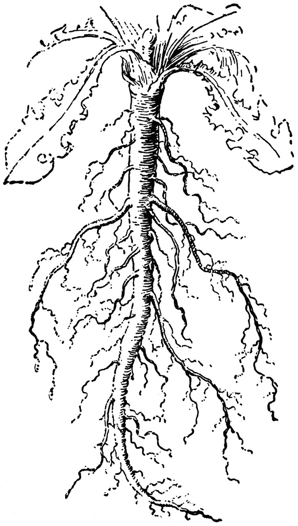 Taproot