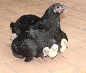 hen-with-chicks