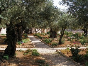 Gethsemane Olive Trees