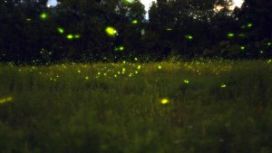 fireflies